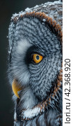 Vertical portrait of great gray owl, strix nebulosa. Стоковое AI-изображение, AI-художник Евгений Харитонов / Фотобанк Лори
