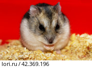 Jungar hamster. Стоковое фото, фотограф Винокуров Александр / Фотобанк Лори