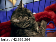 Egyptian Mau gray cat sleeping on a litter. Стоковое фото, фотограф Аксенова Вера / Фотобанк Лори