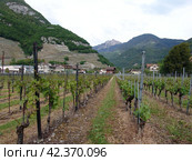 Замок Шато д'Эгль в кантоне Во, Швейцария. Виноградники (2009 год). Стоковое фото, фотограф Ерохин Дмитрий Викторович / Фотобанк Лори