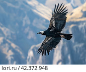 Majestic Condor Soaring in Mountainous Terrain. Стоковое AI-изображение, AI-художник Кирилл Черезов / Фотобанк Лори