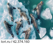 Serene Seals on Icy Waters. Стоковое AI-изображение, AI-художник Кирилл Черезов / Фотобанк Лори
