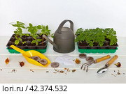 Flowers seedlings of marigold and balsamine on the white wooden table with tools and a watering can. Garden work as a hobby. Floriculture concept. Empty space for text, close-up view. Стоковое фото, фотограф Виктория Катьянова / Фотобанк Лори