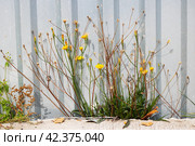 Yellow flowers on dry branches on asphalt. Стоковое фото, фотограф Аксенова Вера / Фотобанк Лори