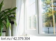 Window from inside the house plastic double-glazed window view outside to the sunny forest - interior salon with potted plants, clean glass after cleaning windows, closed window. Стоковое фото, фотограф Ольга Симонова / Фотобанк Лори