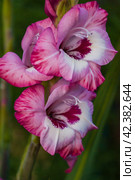 Blooming Gladiolus hybridus in the garden. Стоковое фото, фотограф Наталья Симакова / Фотобанк Лори