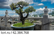 A dwarf bonsai tree grows in a pot by a stone fence. Ornaments on the railing. A bizarrely curved trunk and crown against the panorama of the city and a blue sky with clouds. Malaysia. Penang. Стоковое фото, фотограф Вера Ивановна Кубарева / Фотобанк Лори