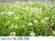 Flowers of shepherd's purse. Capsella bursa-pastoris known because of its triangular flat fruits, purse-like, is a small annual and ruderal flowering plant in the mustard family Brassicaceae. Meadow. Стоковое фото, фотограф Юлия Петровская / Фотобанк Лори