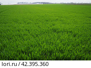 Good crops of winter wheat in the spring farm field. Green sprouts of winter wheat background. View of green meadow with growing young cereals grass. Agricultural business. Triticum aestivum. Стоковое фото, фотограф Юлия Петровская / Фотобанк Лори