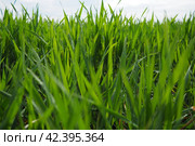 Good crops of winter wheat in the spring farm field. Green sprouts of winter wheat background. View of green meadow with growing young cereals grass. Agricultural business. Triticum aestivum. Стоковое фото, фотограф Юлия Петровская / Фотобанк Лори