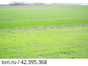 Good crops of winter wheat in the spring farm field. Green sprouts of winter wheat background. View of green meadow with growing young cereals grass. Agricultural business. Triticum aestivum. Стоковое фото, фотограф Юлия Петровская / Фотобанк Лори