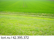 Good crops of winter wheat in the spring farm field. Green sprouts of winter wheat background. View of green meadow with growing young cereals grass. Agricultural business. Triticum aestivum. Стоковое фото, фотограф Юлия Петровская / Фотобанк Лори