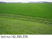 Good crops of winter wheat in the spring farm field. Green sprouts of winter wheat background. View of green meadow with growing young cereals grass. Agricultural business. Triticum aestivum. Стоковое фото, фотограф Юлия Петровская / Фотобанк Лори