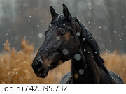 Black horse winter portrait in action,    Generative AI. Стоковое AI-изображение, AI-художник Анна Кривицкая / Фотобанк Лори
