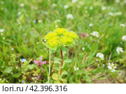 Euphorbia, flowering plant, spurge, Euphorbiaceae. Euphorbia serrata, serrated Tintern spurge, sawtooth upright spurge. Perennial herb. At the ends of the branches are inflorescences of tiny flowers. Стоковое фото, фотограф Юлия Петровская / Фотобанк Лори