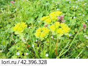 Euphorbia, flowering plant, spurge, Euphorbiaceae. Euphorbia serrata, serrated Tintern spurge, sawtooth upright spurge. Perennial herb. At the ends of the branches are inflorescences of tiny flowers. Стоковое фото, фотограф Юлия Петровская / Фотобанк Лори