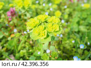 Euphorbia, flowering plant, spurge, Euphorbiaceae. Euphorbia serrata, serrated Tintern spurge, sawtooth upright spurge. Perennial herb. At the ends of the branches are inflorescences of tiny flowers. Стоковое фото, фотограф Юлия Петровская / Фотобанк Лори