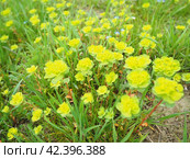 Euphorbia, flowering plant, spurge, Euphorbiaceae. Euphorbia serrata, serrated Tintern spurge, sawtooth upright spurge. Perennial herb. At the ends of the branches are inflorescences of tiny flowers. Стоковое фото, фотограф Юлия Петровская / Фотобанк Лори