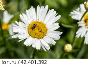 Trichodes apiarius beetle orange and black on chamomile flower. Стоковое фото, фотограф Ольга Сейфутдинова / Фотобанк Лори