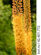 Eremurus Cleopatra Foxtail Lily in flowers garden. Стоковое фото, фотограф Ольга Сейфутдинова / Фотобанк Лори