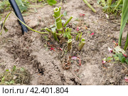 dahlia tubers just lifted for overwintering. Стоковое фото, фотограф Ольга Сейфутдинова / Фотобанк Лори