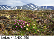 Красивые полевые цветы смолёвка бесстебельная (Silene acaulis) в тундре на фоне гор. Арктическая природа северных регионов Сибири и Дальнего Востока России. Растения Чукотки. Стоковое фото, фотограф Андрей Степанов / Фотобанк Лори