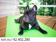 Brindle French bulldog lying on the yoga carpet on the terrace in summer, dogs poses. Стоковое фото, фотограф Александра Баранова / Фотобанк Лори
