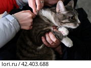Серому коту делают прививку в прививочном пункте. Стоковое фото, фотограф Терехова Марина / Фотобанк Лори