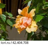 Цветок гибискуса китайского (Hibiscus rosa-sinensis) Стоковое фото, фотограф Сергей Рыбин / Фотобанк Лори