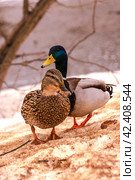 A duck and a drake are standing on an icy surface. Side view. Стоковое фото, фотограф Ярославский Максим / Фотобанк Лори