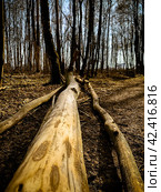 Perspective view of felled tree trunk without bark in the forest. Spring peacefull woods landscape. fallen tree after a thunderstorm. Стоковое фото, фотограф Константин Григорьев / Фотобанк Лори
