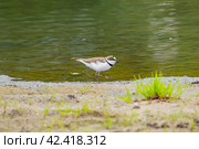 Charadrius dubius.Little ringed plover in natural habitat. On the shore next to the river. Close-up. Стоковое фото, фотограф Антон Вахрушев / Фотобанк Лори