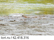 Charadrius dubius.Little ringed plover in natural habitat. On the shore next to the river. Стоковое фото, фотограф Антон Вахрушев / Фотобанк Лори