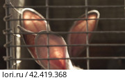 Уши зайца в клетку , розовые ушки checkered bunny ears, pink ears. Стоковое видео, видеограф Опока Алексей / Фотобанк Лори