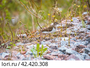 Кулики (Charadrii), подотряд птиц отряда ржанкообразных. Стоковое фото, фотограф Руслан Лесков / Фотобанк Лори