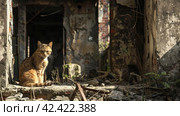 Military ruins occupied by cats,    Generative AI. Стоковое AI-изображение, AI-художник Анна Кривицкая / Фотобанк Лори