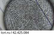 Dactyloscopic expertise of fingerprints. Macro shot. Стоковое видео, видеограф EStarodubov / Фотобанк Лори