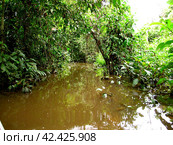 Jungle on Amazon river in Peru, South America (2011 год). Стоковое фото, фотограф Сергей Стрелков / Фотобанк Лори
