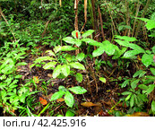 Jungle on Amazon river in Peru, South America (2011 год). Стоковое фото, фотограф Сергей Стрелков / Фотобанк Лори
