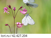 Бабочка боярышница (Aporia crataegi) сидит на цветке. Стоковое фото, фотограф Руслан Лесков / Фотобанк Лори