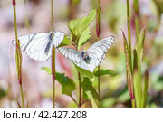 Бабочка боярышница (Aporia crataegi) сидит на цветке. Стоковое фото, фотограф Руслан Лесков / Фотобанк Лори