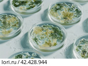 mold, Algae, microalgae in petri dishes research in laboratories. biotechnology, science. Flat lay. Macro. Стоковое AI-изображение, AI-художник Ольга Ильина / Фотобанк Лори