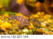 Аquarium fish, Botia almorhae, selective focus. Стоковое фото, фотограф Evgenii Predibailo / Фотобанк Лори