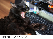 Black impudent cat lying on the keyboard. Стоковое фото, фотограф Аксенова Вера / Фотобанк Лори