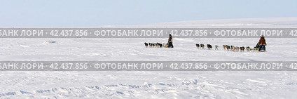 Две собачьи упряжки в Арктике. Погонщики (каюры) на традиционных чукотских санях (нартах). Катание на ездовых собаках. Путешествия и экстремальный туризм в полярных регионах Сибири и Дальнего Востока России. Чукотка, России. Арктический пейзаж. Широкая панорама. Стоковое фото, фотограф Андрей Степанов / Фотобанк Лори