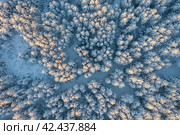 Aerial view of snow-covered larch trees. Amazing morning winter forest landscape. The tops of the trees are illuminated at sunrise. Cold snowy weather. Northern nature. Beautiful natural background. Стоковое фото, фотограф Андрей Степанов / Фотобанк Лори