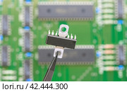 Электронный компонент удерживается в пинцете на фоне печатной платы. Electronic component held with tweezers. Стоковое фото, фотограф Татьяна Д / Фотобанк Лори