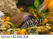 Freshwater fish belonging to the Botiidae char family. Стоковое фото, фотограф Evgenii Predibailo / Фотобанк Лори