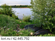Tarred wooden boats in the bushes on the banks of the Volga River (2023 год). Стоковое фото, фотограф Сергей Фролов / Фотобанк Лори