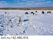 Восточная Сибирь, лошади пасутся в снежной степи. Вид с воздуха. Eastern Siberia, horses grazing in the snowy steppe. Aerial view. Стоковое фото, фотограф Евгений Романов / Фотобанк Лори